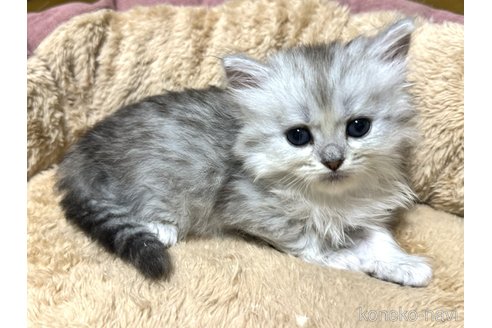 成約済の三重県のサイベリアン-101358の2枚目